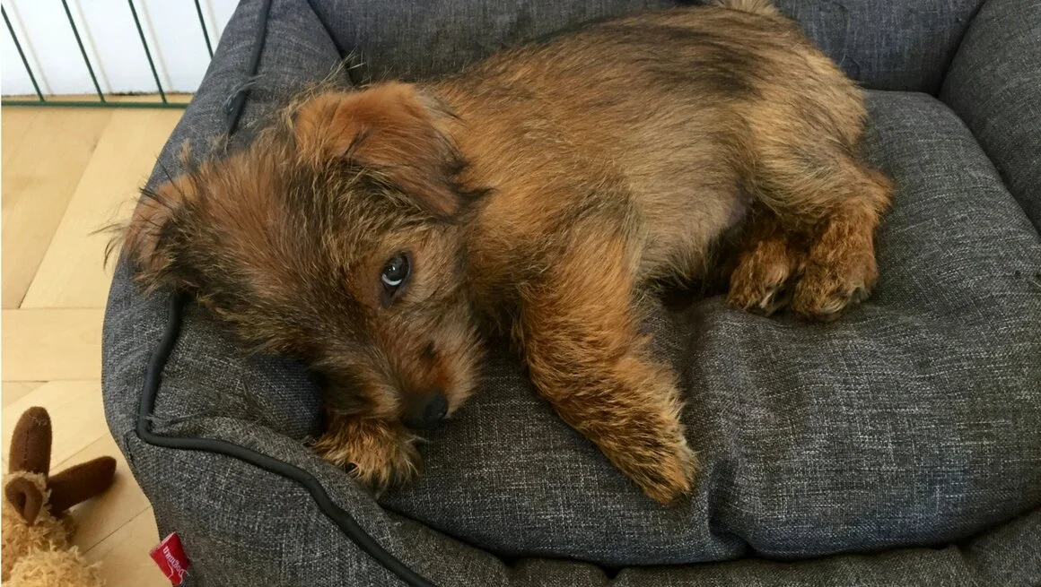 Life as a New Puppy Mummy