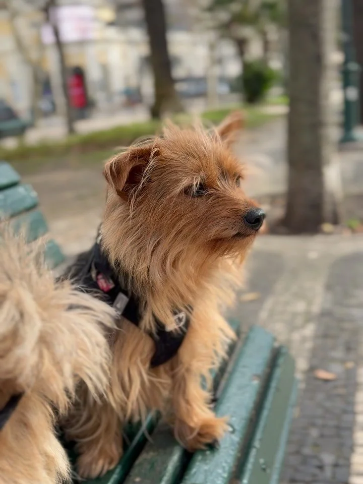 A weekend 🥰

&bull; puppies in the sun
&bull; exploring cute cobbled streets
&bull; book store windows
&bull; sweet treats
&bull; sunshine dates
&bull; more puppies
&bull; love ❤️ 

Keeping it slow and simple