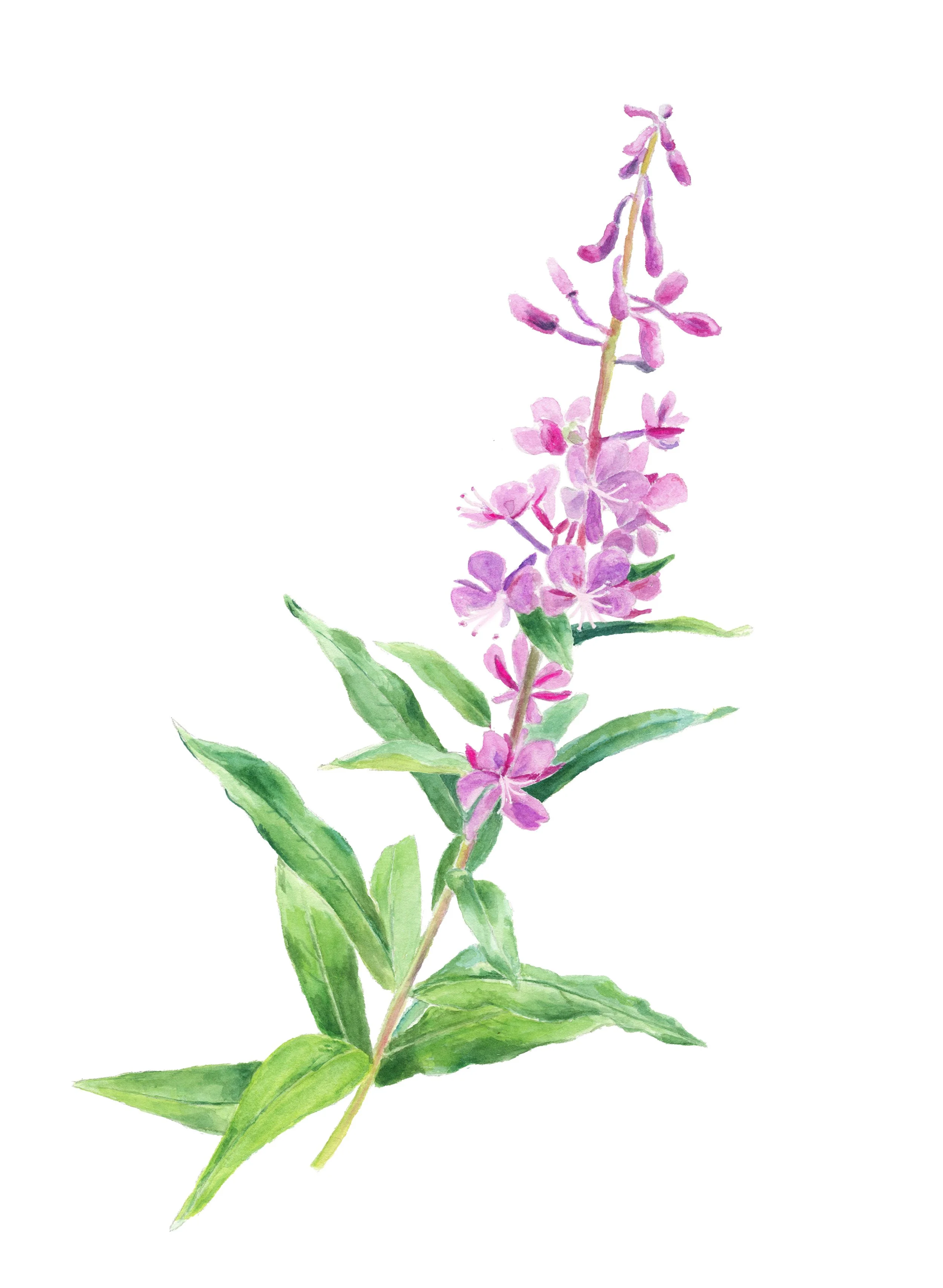 fireweed painting