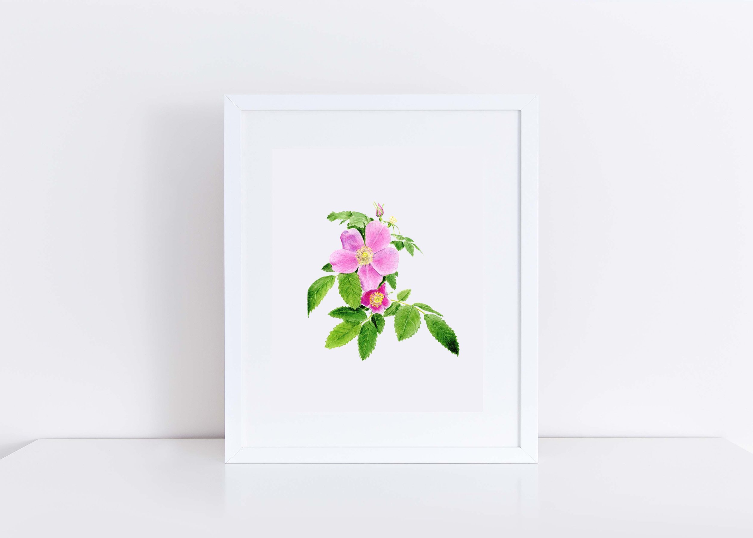 ORIGINAL PAINTING | Alberta Wild Rose