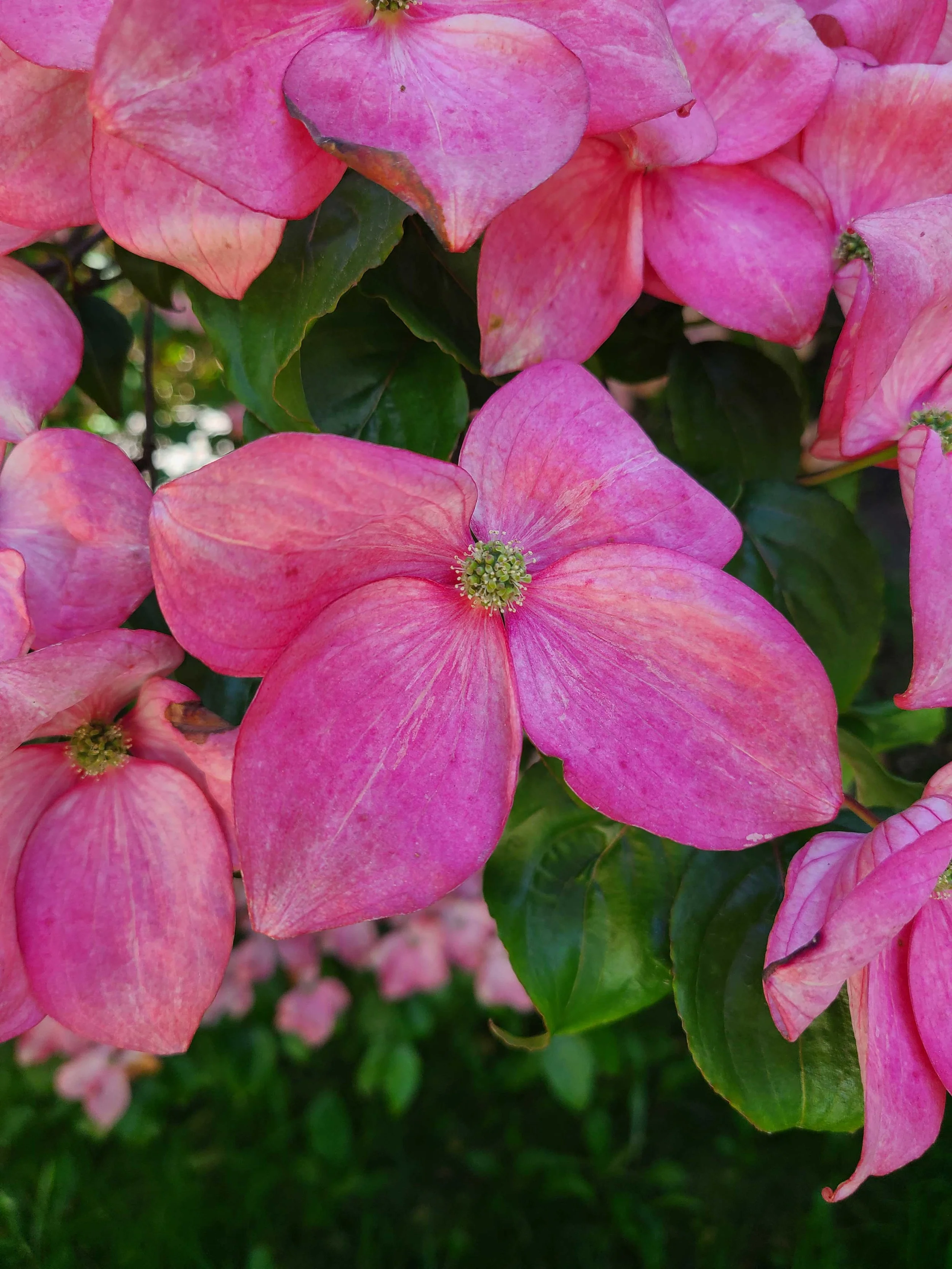 Dogwood bunchberry