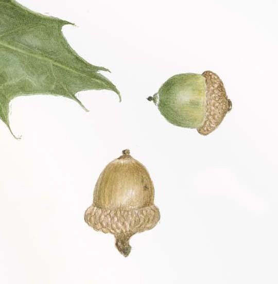 https://i.etsystatic.com/32735133/r/il/754def/3580658884/il_fullxfull.3580658884_oopa.jpg