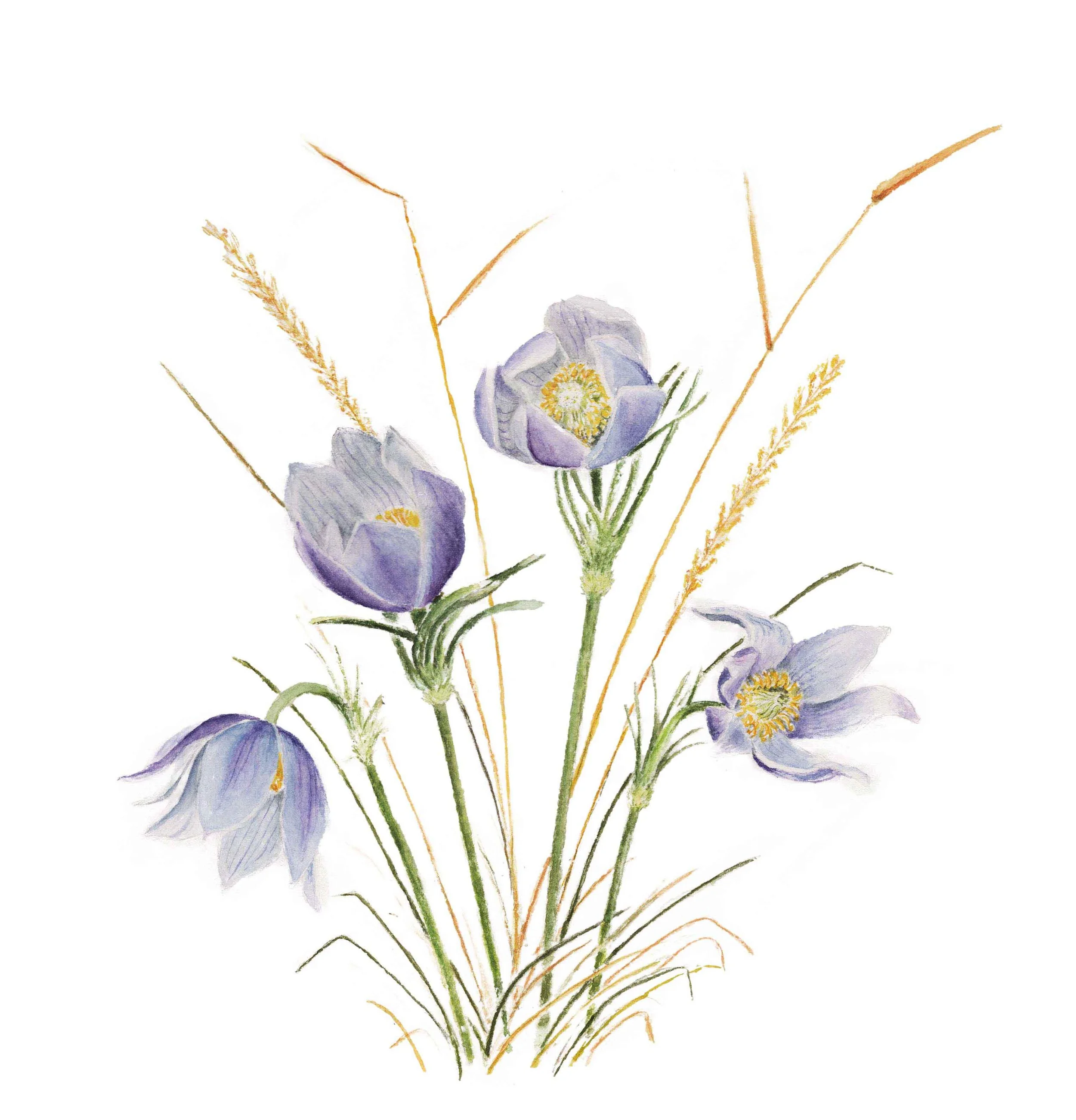 crocus painting