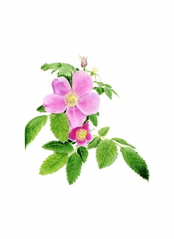 wild rose painting