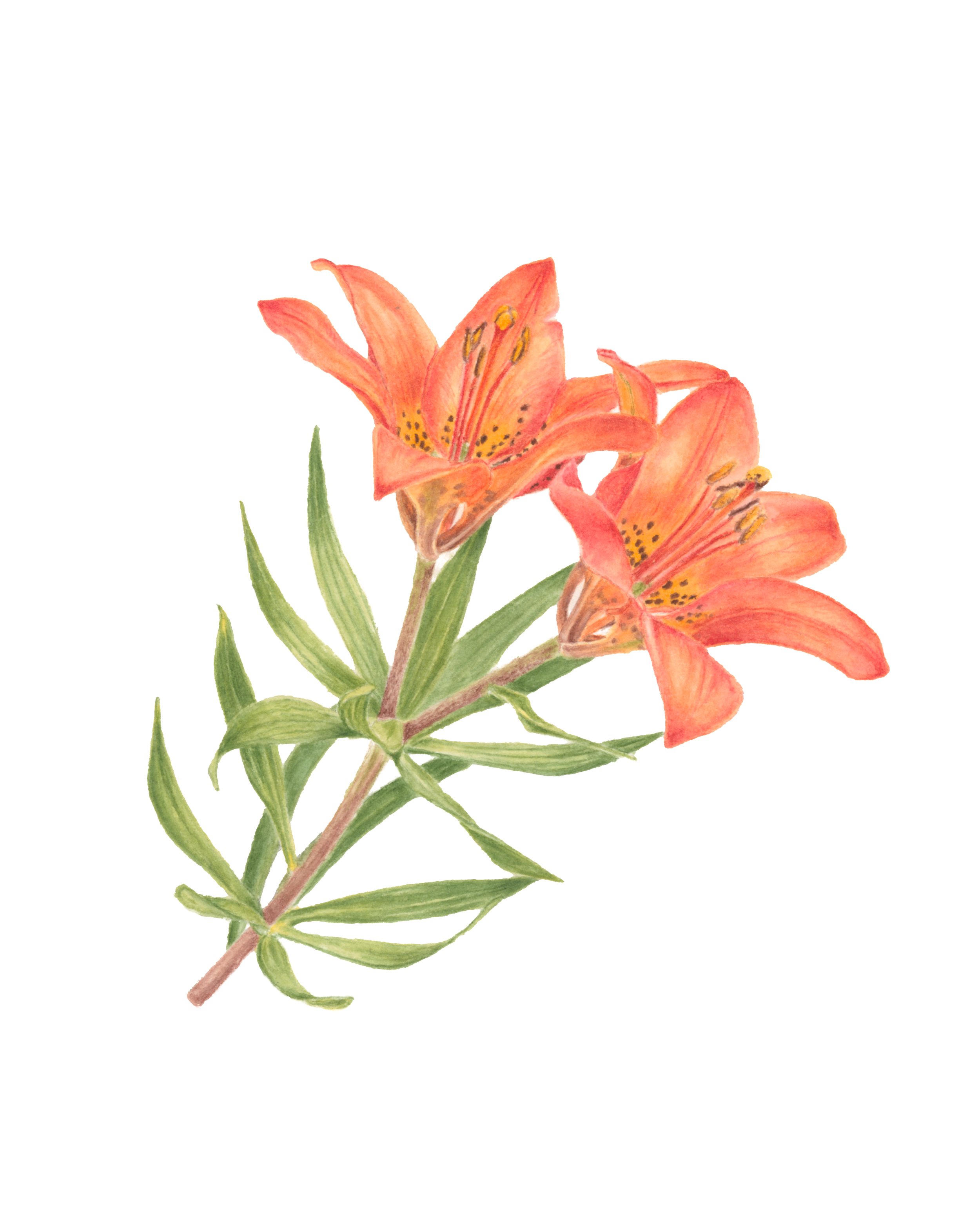 RedLily_8x10_PRINT.jpg