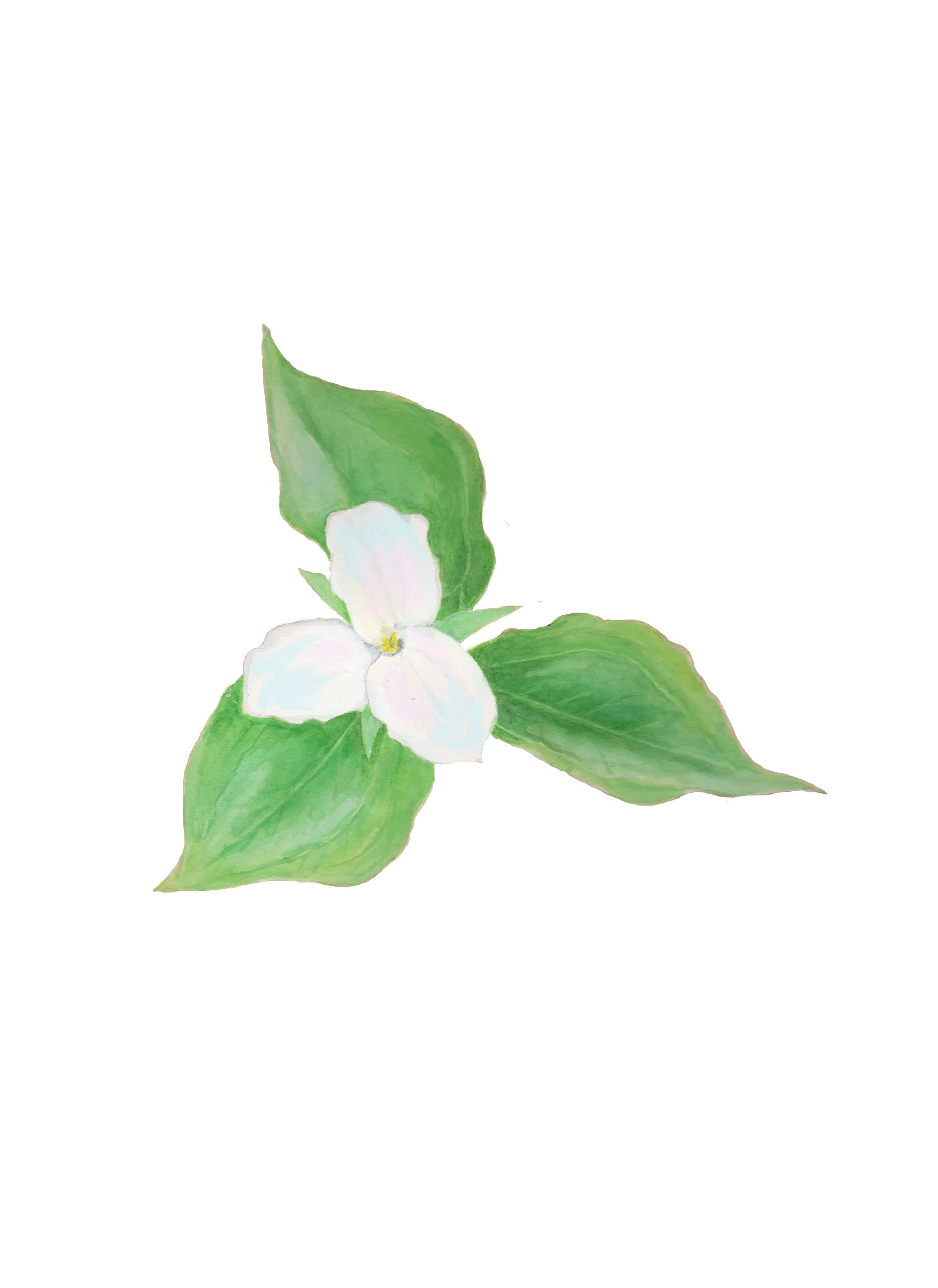 trillium painting