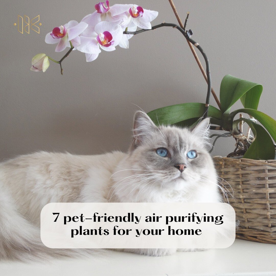 Do you want to introduce air purifying plants into your home fror their health benefits, but are afraid they might harm your pets? Here are 7 pet friendly plants that will not only purifify your home but are safe around your pets too! My favourite is