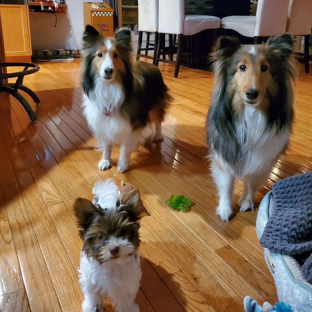 Happy National Dog day from out puppers to yours! 🐾

#NationalDogDay #pupper #canada #painting #pets #yeg #smallbusiness