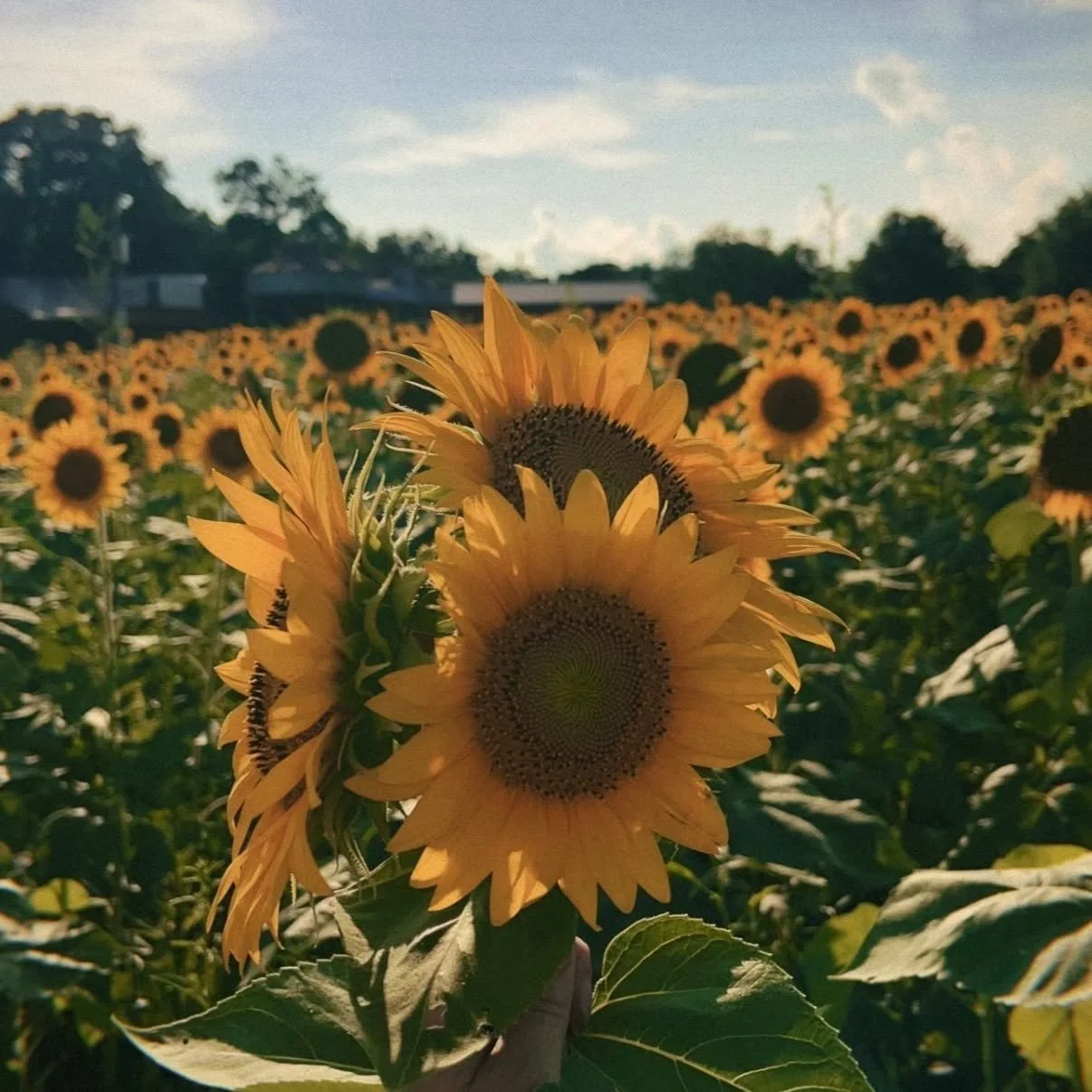 2nd annual Sunflower Festival