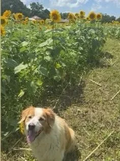 Sunflower Festival: Two Weekends of Sunshine