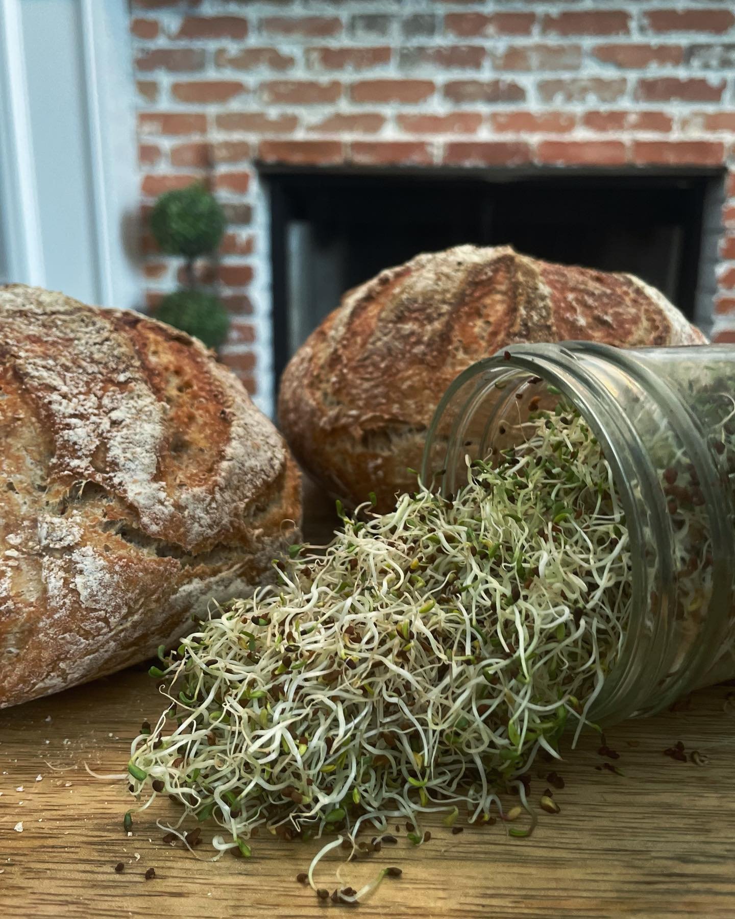 Nothing quite like sprouts and fresh sourdough to start the morning! 🤤 Now just to add a little bit of cheese to that! 🤩

#morningsprouts #sourdough #fresh #healthy #sproutclub #jointheclub #sprouting #sproutlife #organicsprouts #organic #microgree