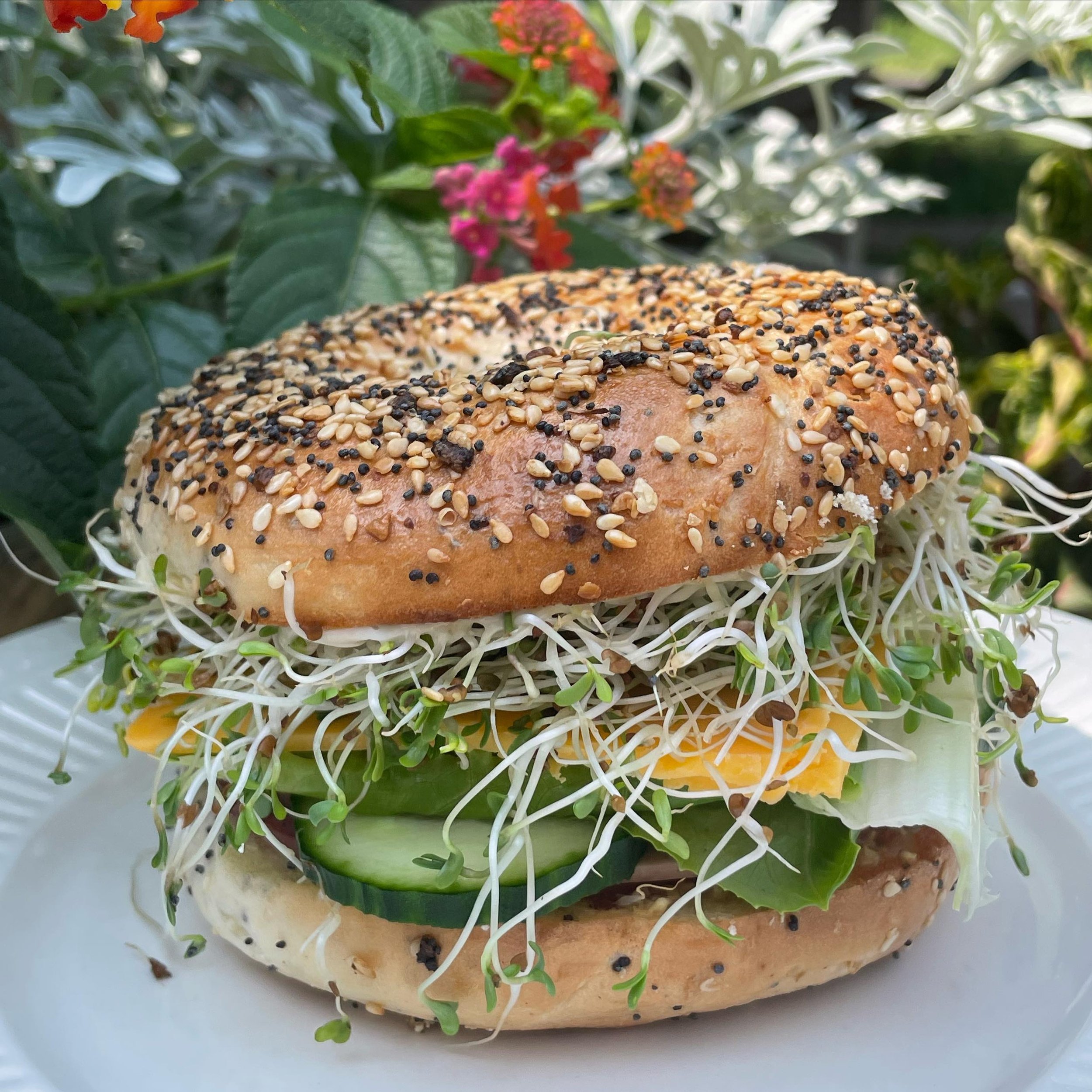 Hot days and savoury bagels&hellip; doesn&rsquo;t get much better than this! 😍

#sproutbagel #sprouts #organicsprouts #organic #organicmicrogreens #sproutclub #sproutlife #healthyeating #deliciousfood #healthyfood #homegrown #local #sprouting #foodg