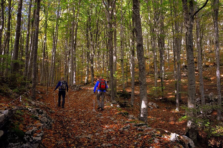 excursion-forest-autumn-trail-trekking-nordic-walking-mountain-the-european-path-e5.jpeg