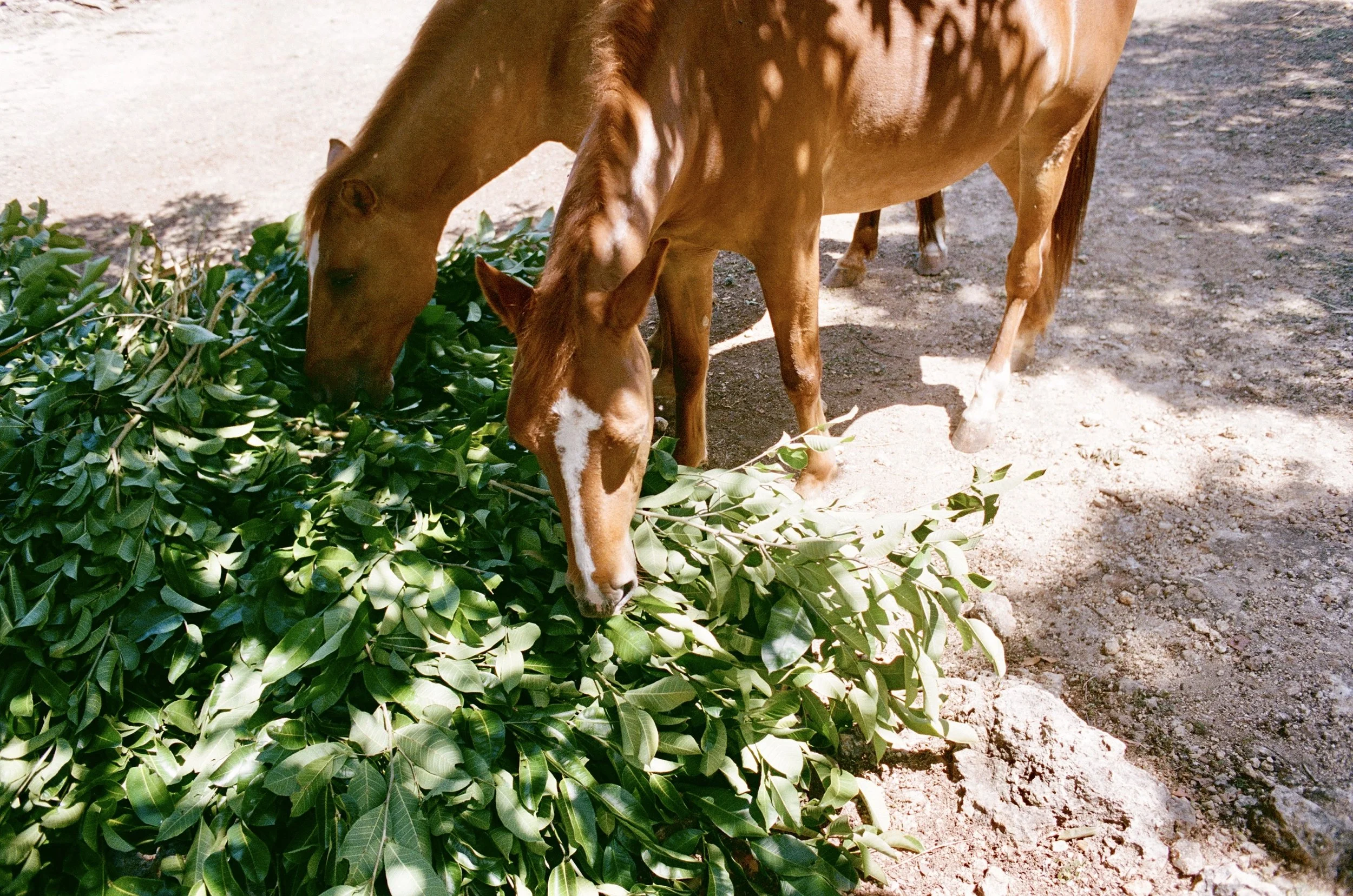 4168_0037.jpg