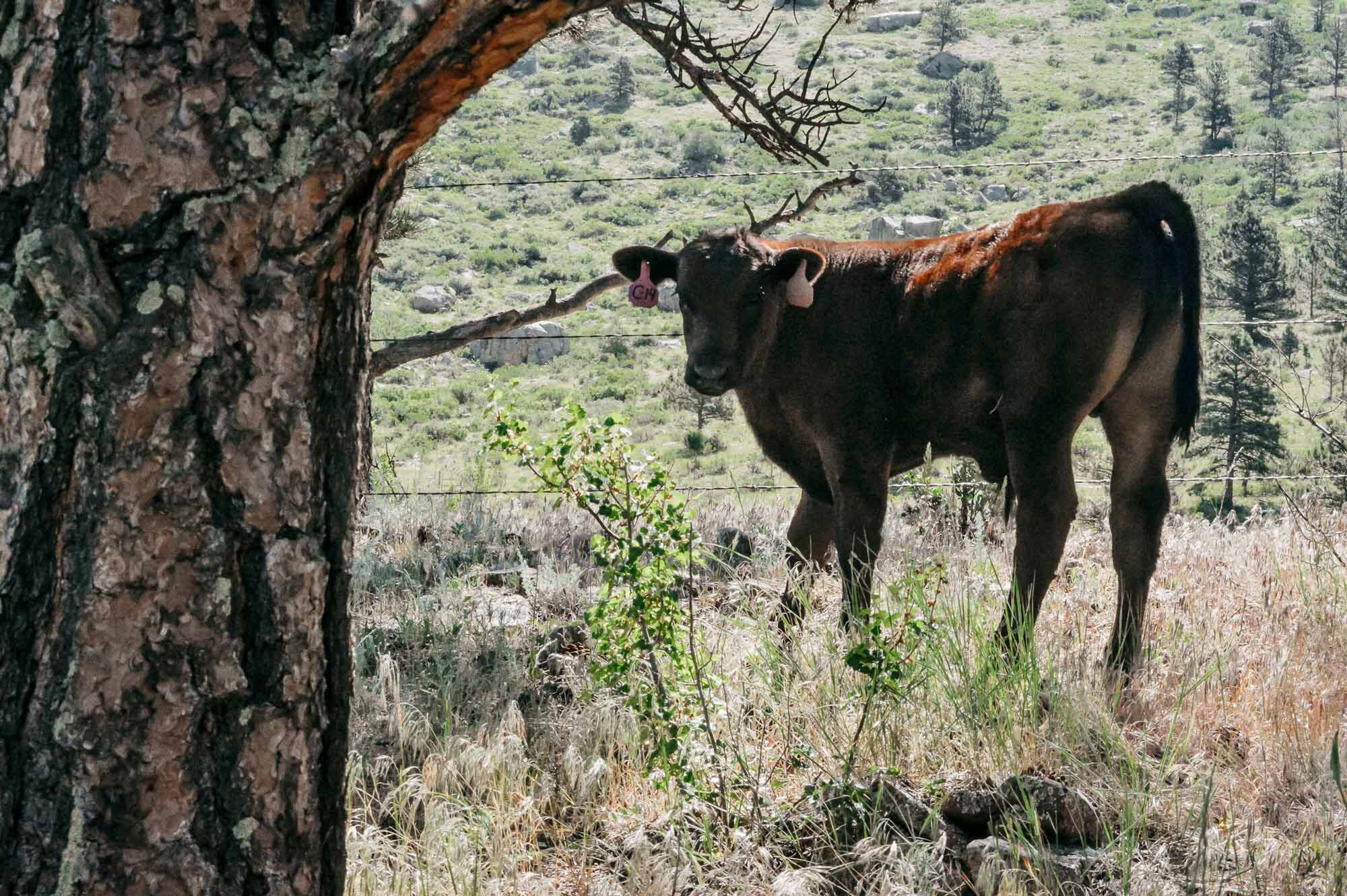 Calf_On_Hillside