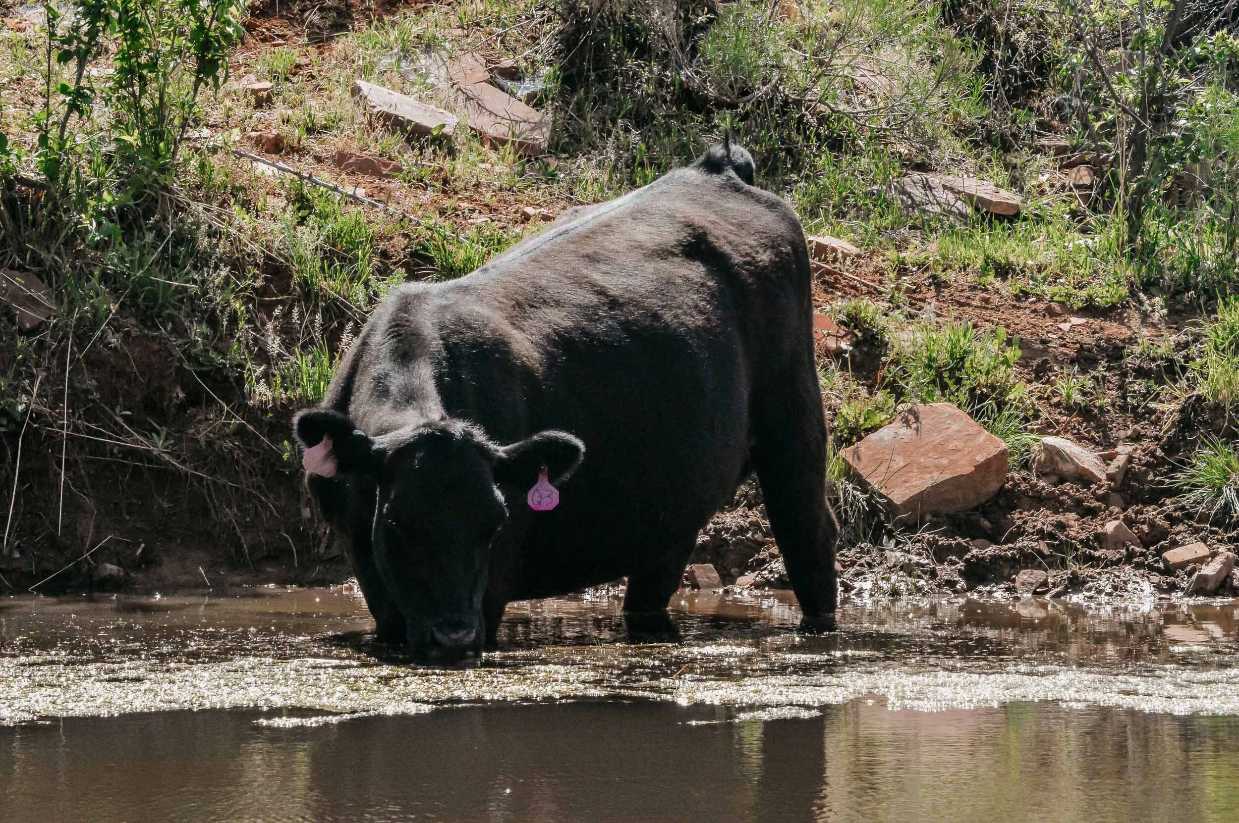 Cow_Drinking_From_Reservoir