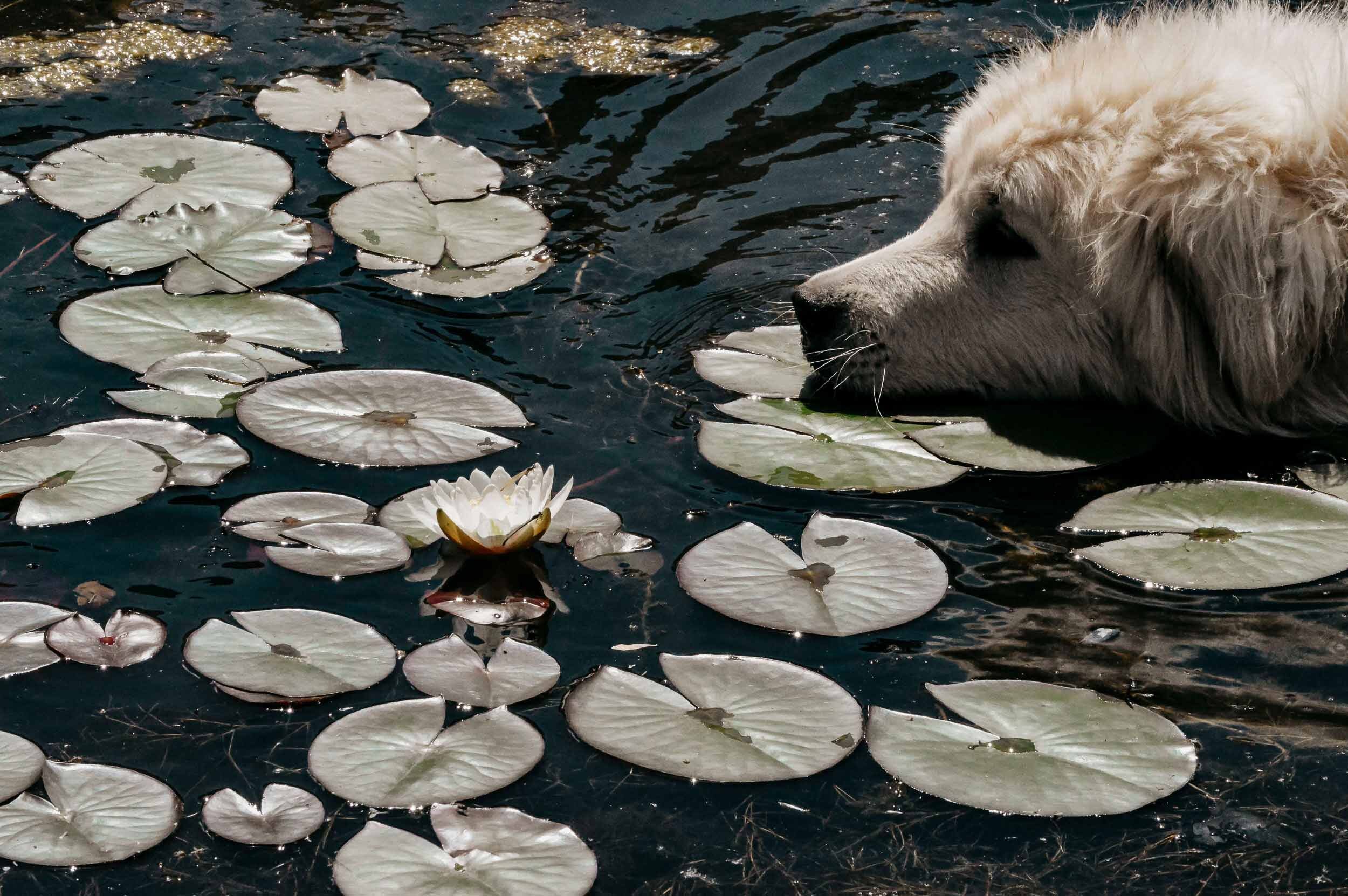 Dog_Swimming_With_Lillies