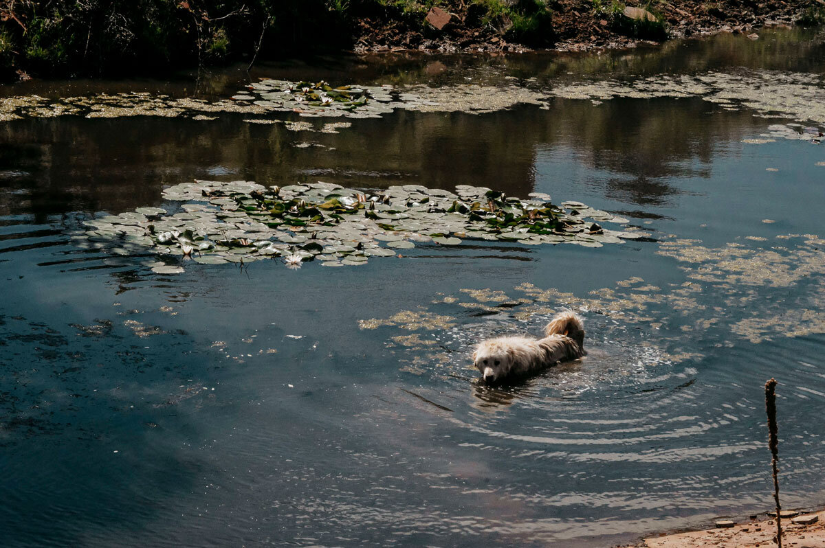 Dog_Swimming_In_Reservoir