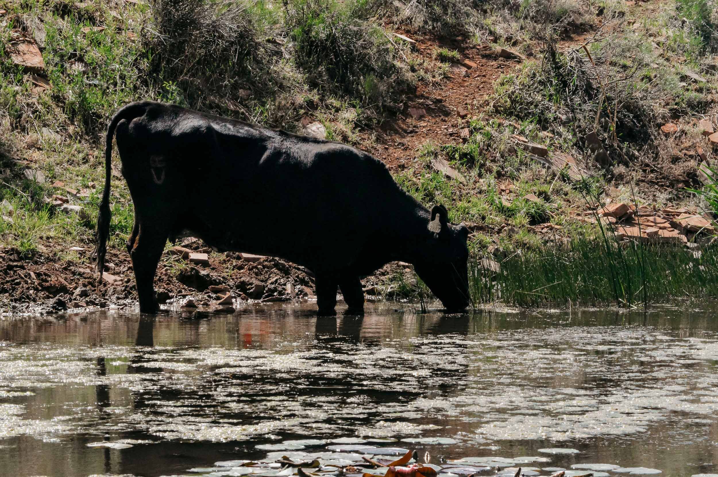 Cow_Drinking_From_Reservoir
