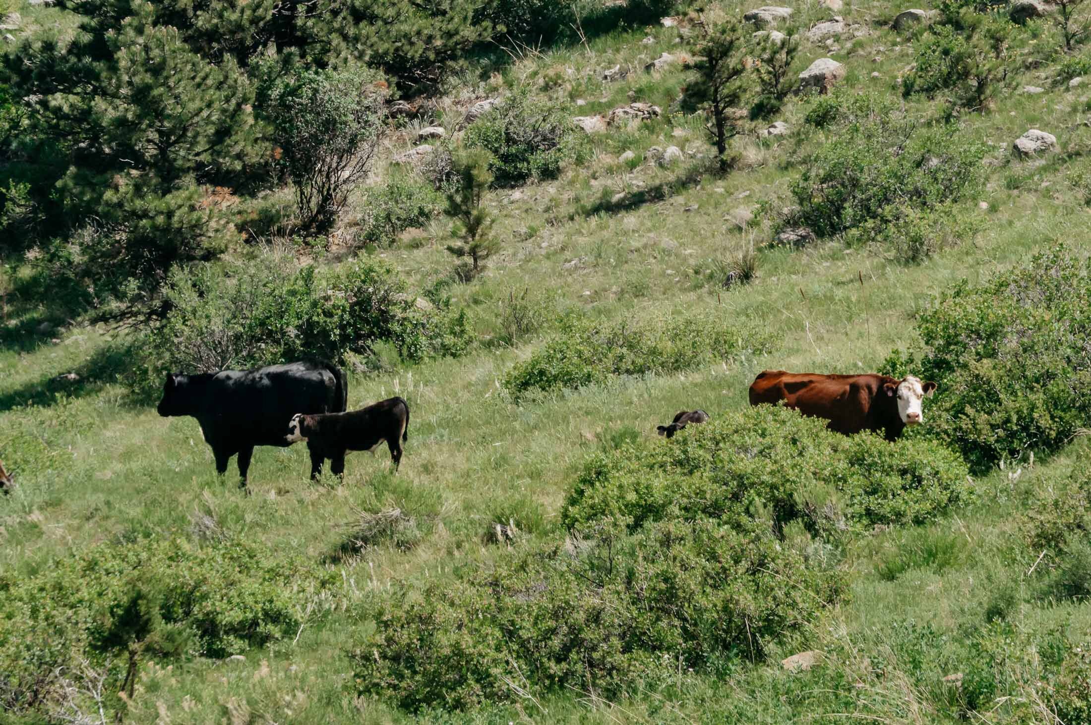 Cows_On_Hillside