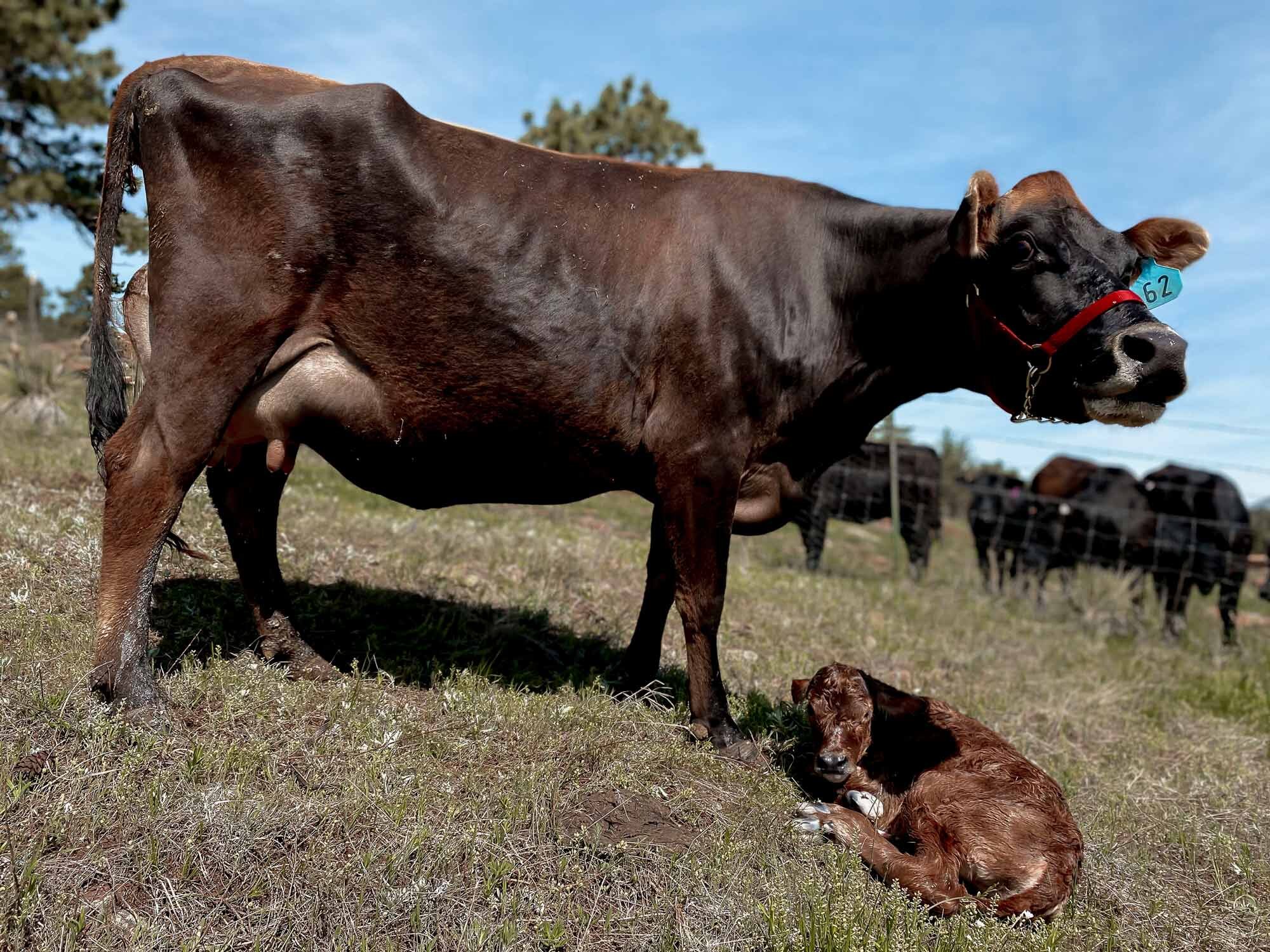 Cow_Newborn_Calf