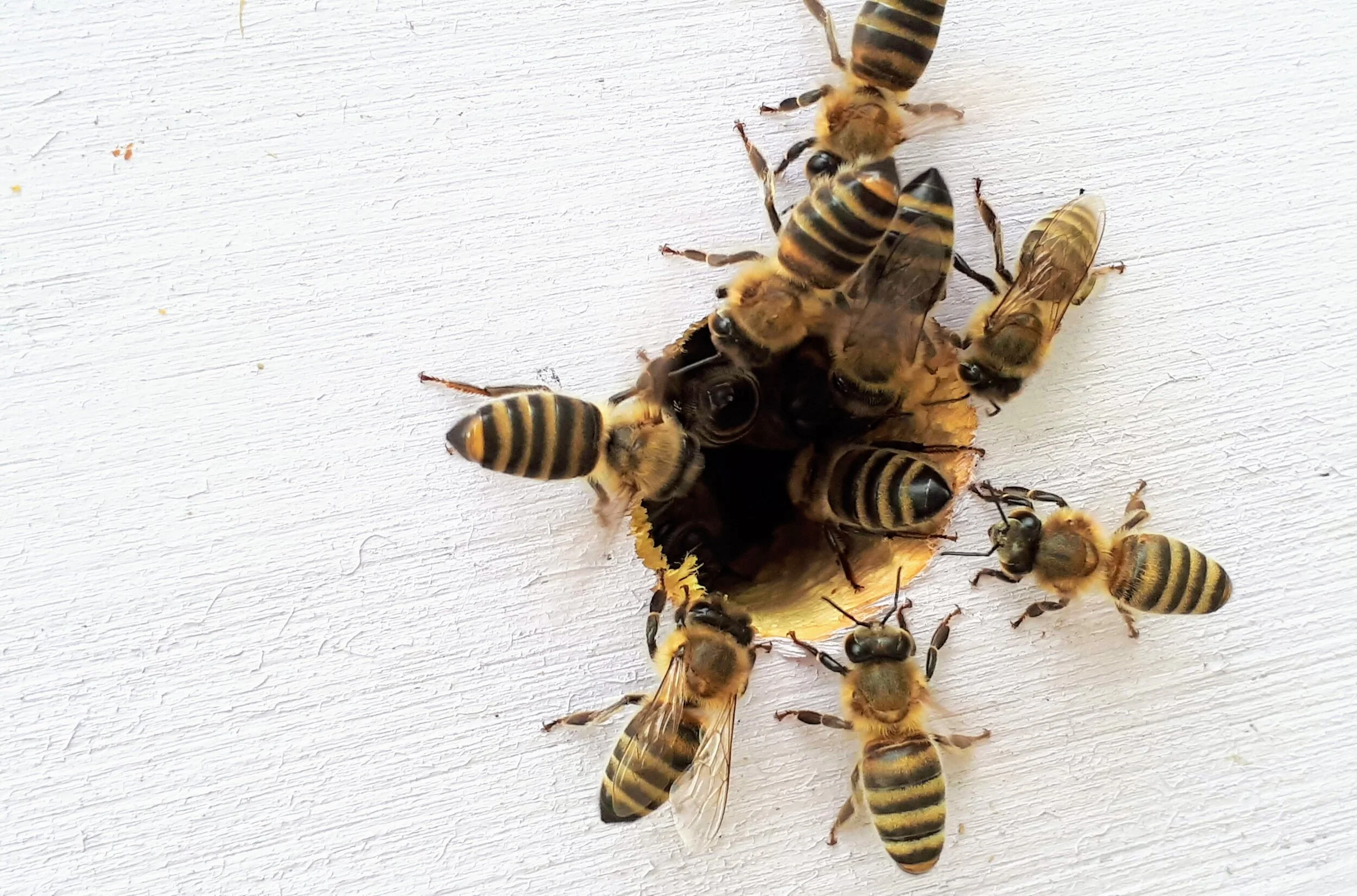 Download Yellow Jackets In Central Washington Harvest Valley Pest Control