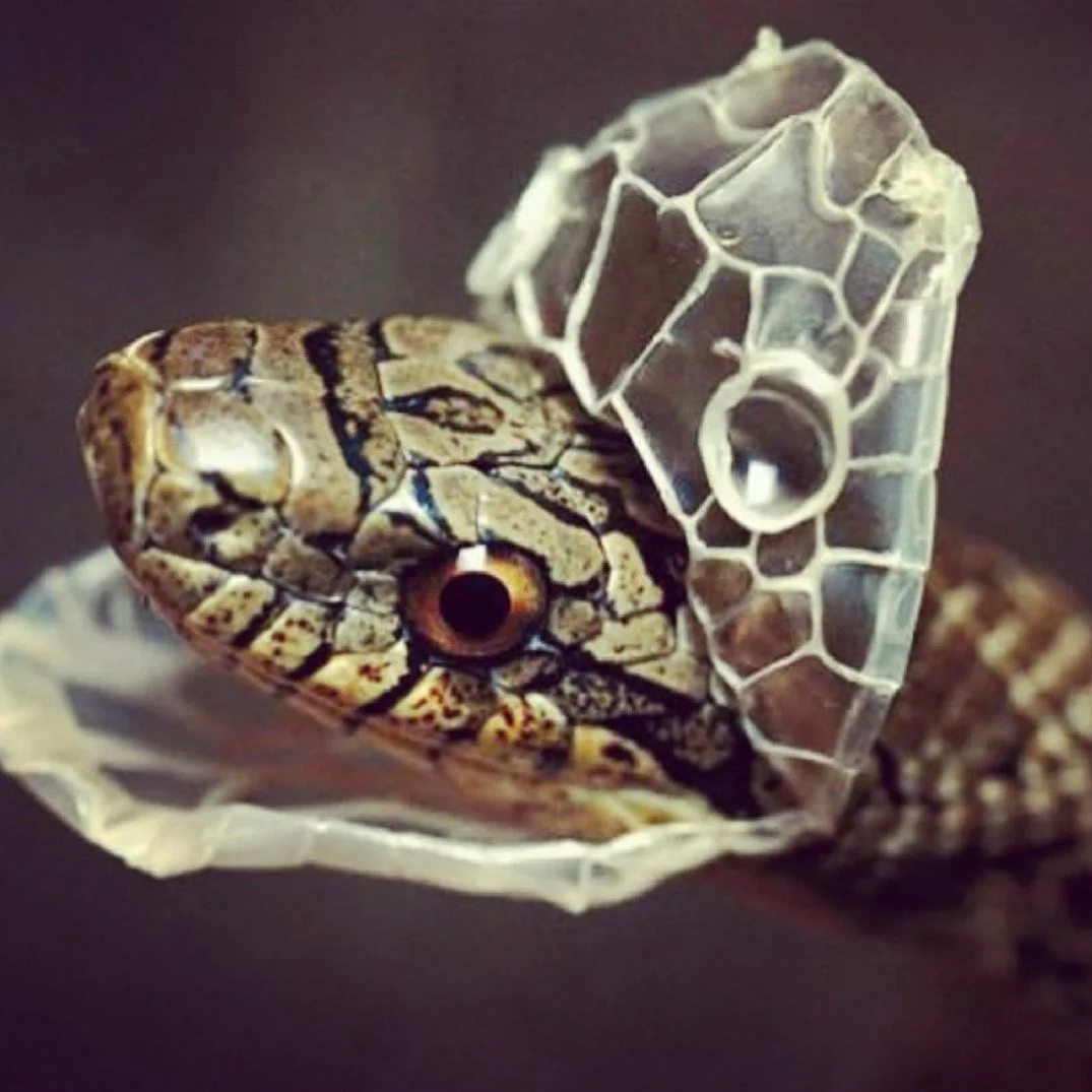 🐍 The Big Shed 🐍