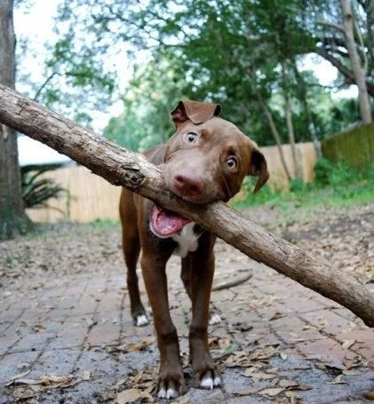 The sticks we beat people with 👀