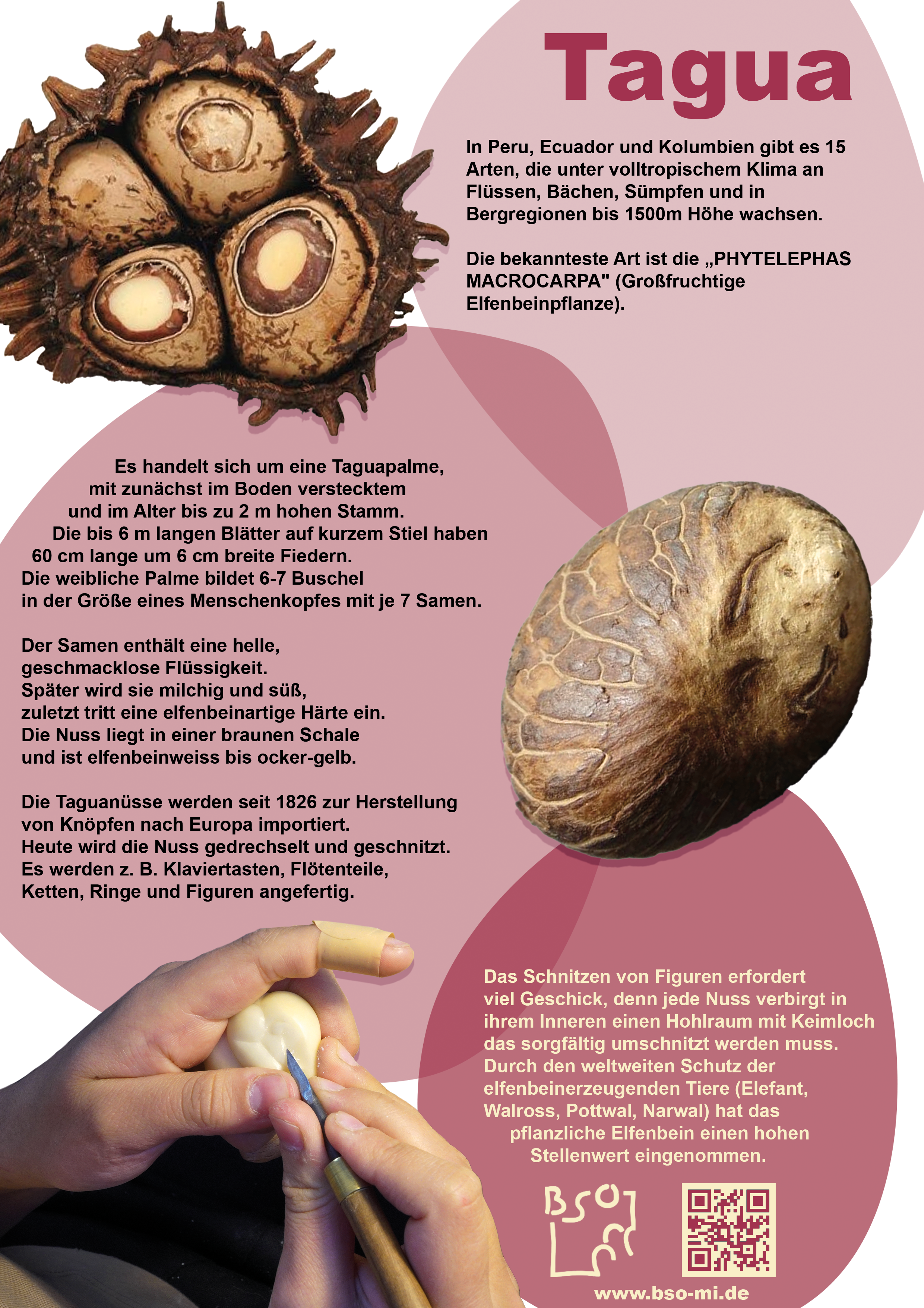 Material Flyer Tagua(1).png