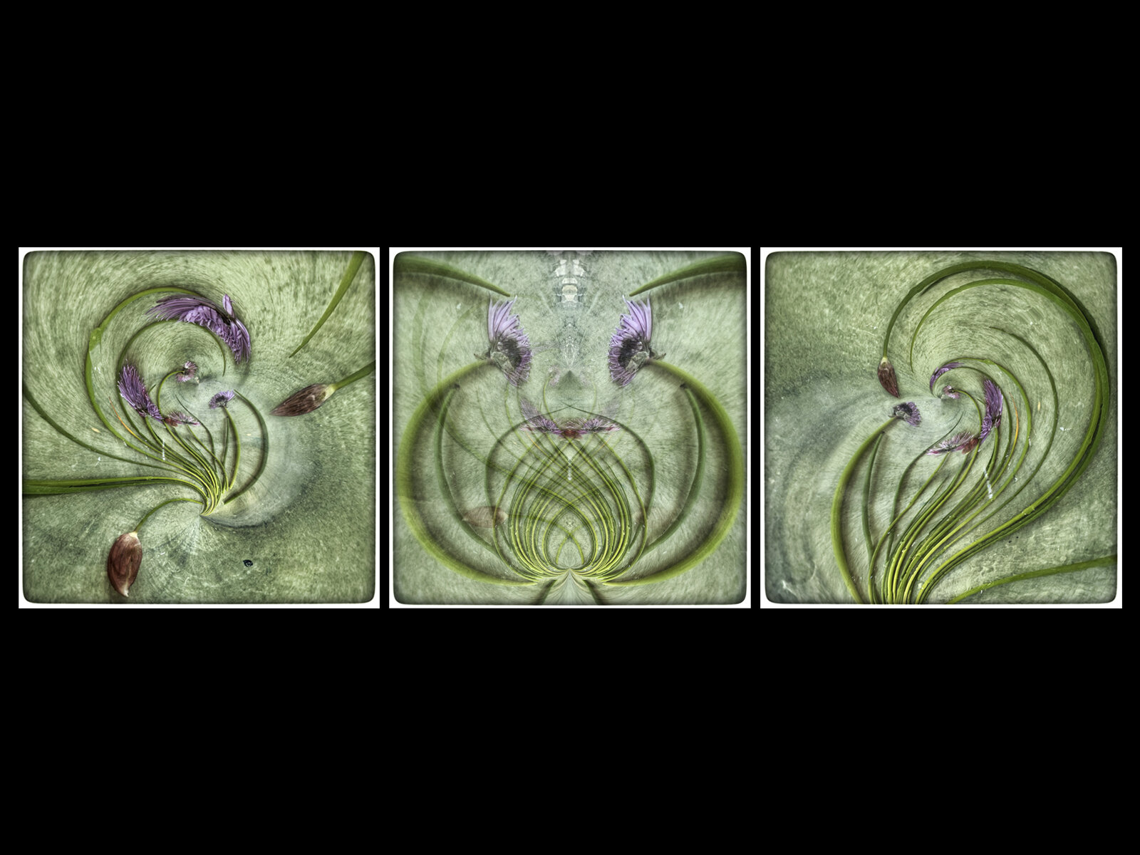 Chives | Triptych