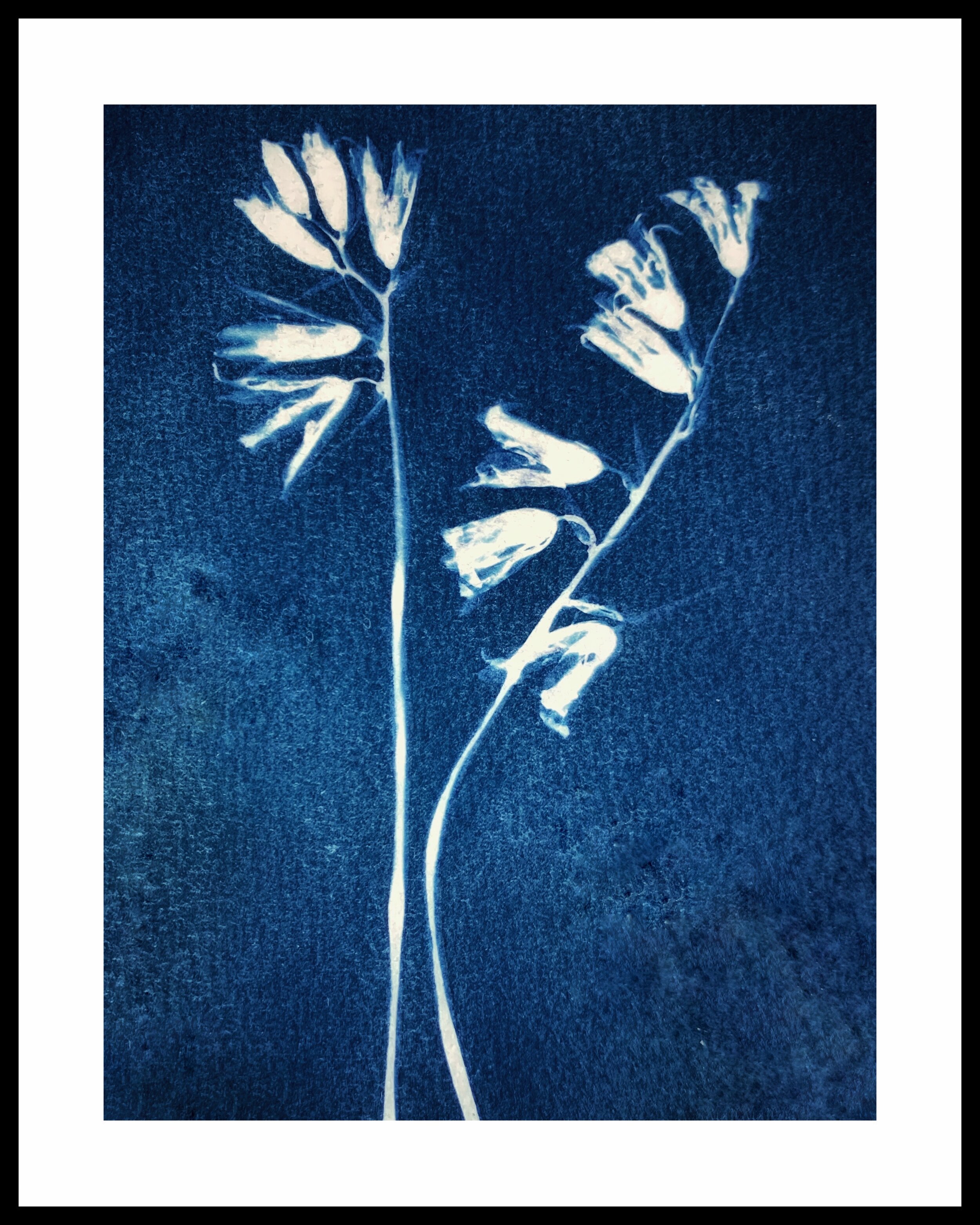 Bluebells | Traditional Cyanotype