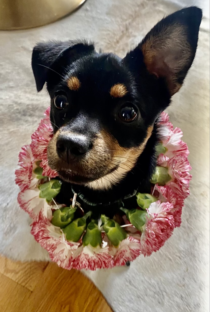  FLOWER SHOP CHRONICLES - January 2023