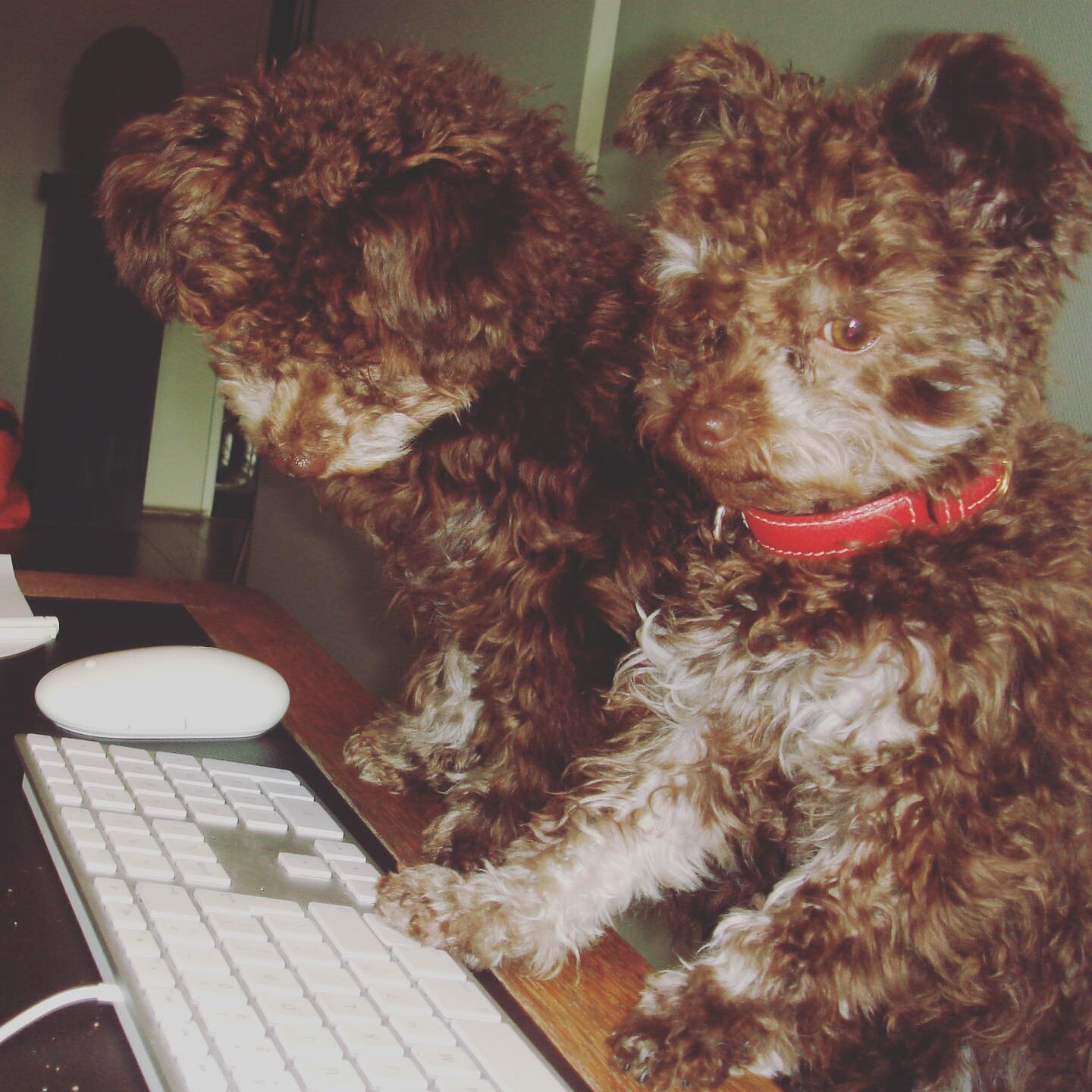 Toen wij klein waren snapten we niet dat de baas en mama altijd maar achter hun computer zaten! Nu snappen we dat ze brokjes aan t verdienen zijn dus we laten ze maar! Wij zelf zijn er niet zo goed in....@bibienlulu @pattybrard #doggies #dogsofinstag