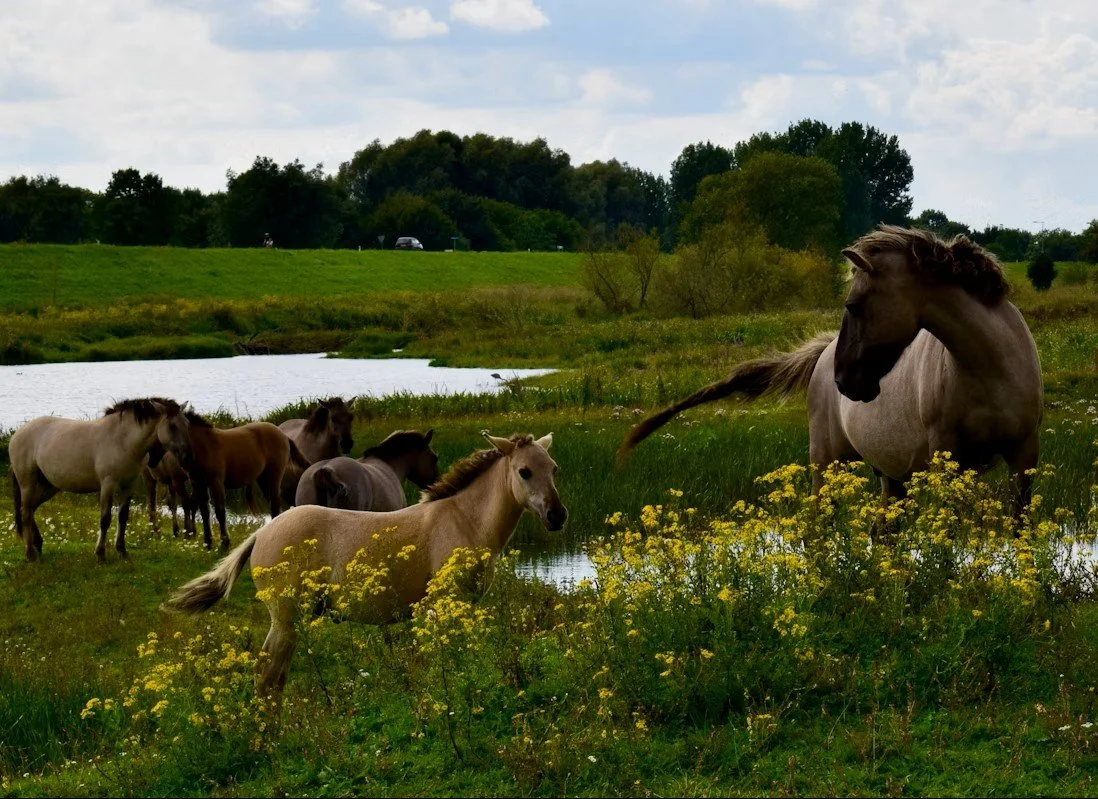 Wild Horses Kennemerduinen National Park.jpg
