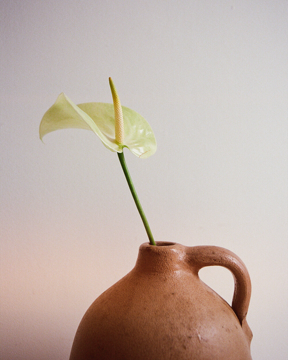 amy-mcneil-single-anthurium-1.jpg