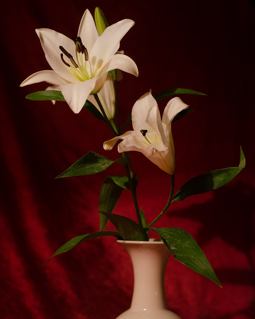 amy-mcneil-white-lily-1.jpg