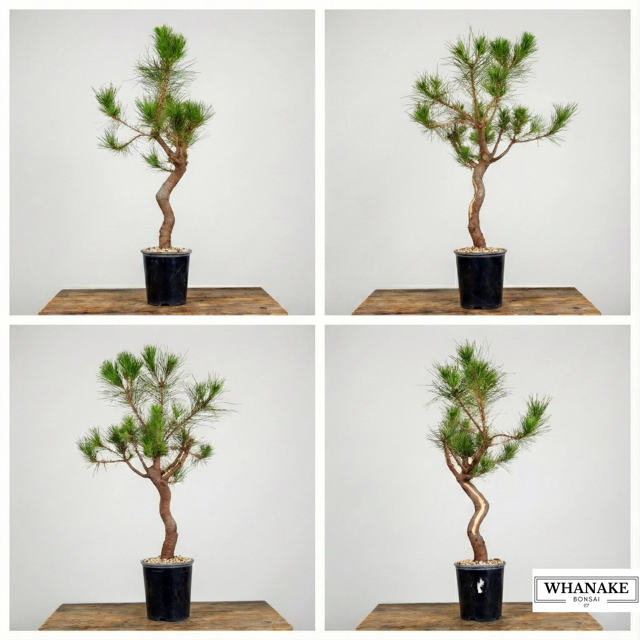 Radiata Pine #105 (Field Grown Raw Stock)