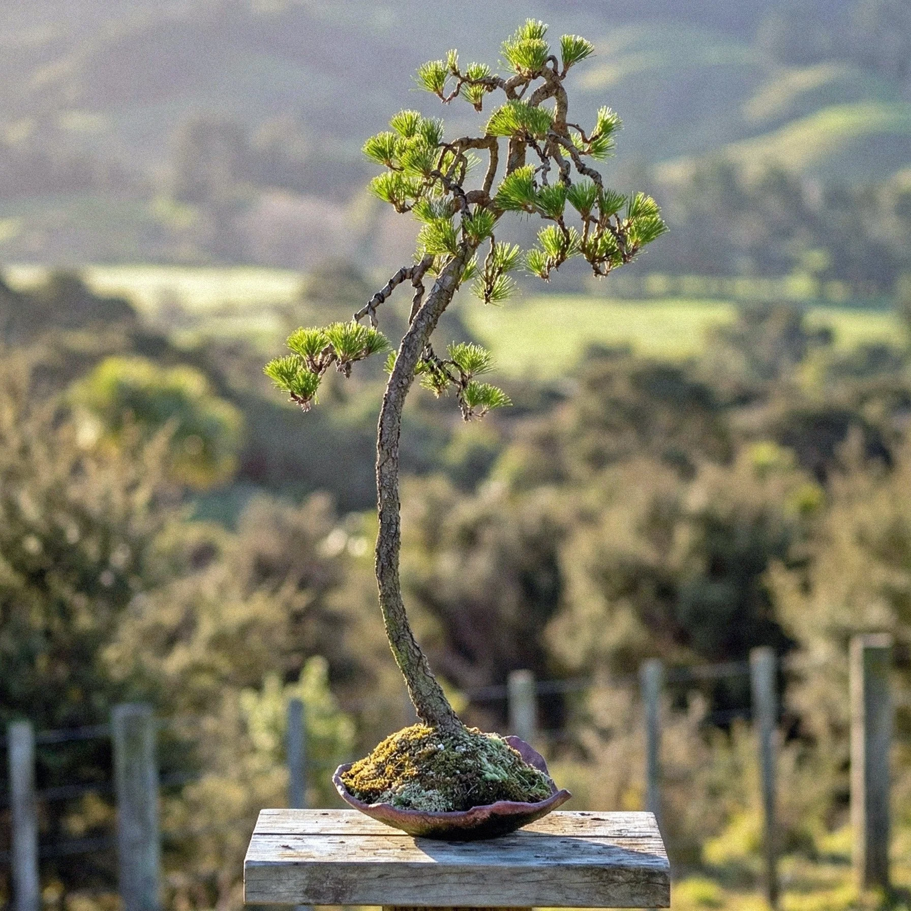 Radiata pine/Monterey pine bonsai New Zealand