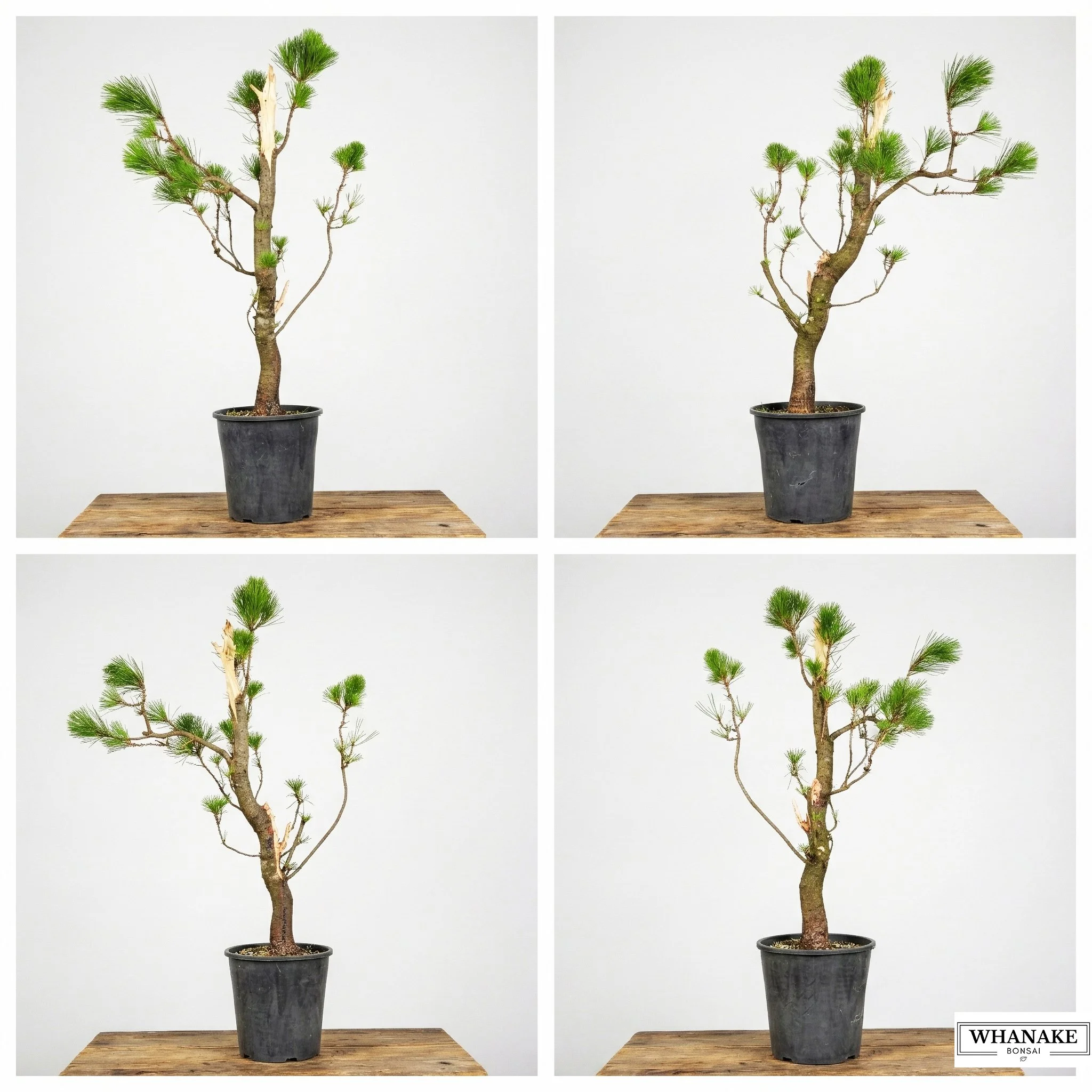 Radiata Pine #106 (Field Grown Raw Stock)