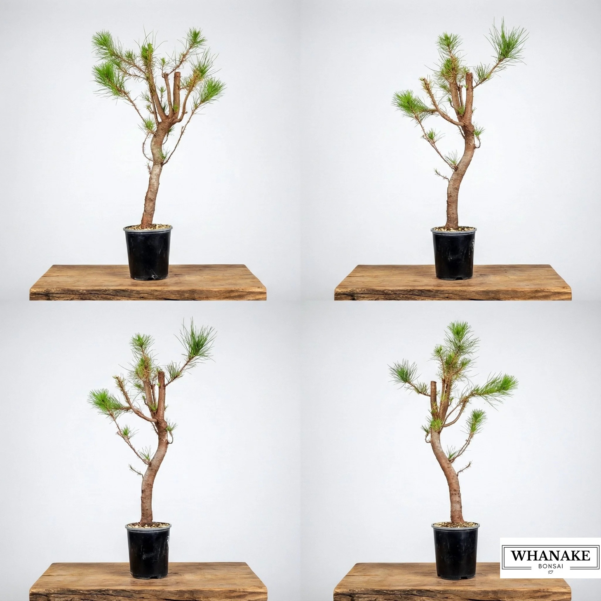 Radiata Pine #104 (Field Grown Raw Stock)