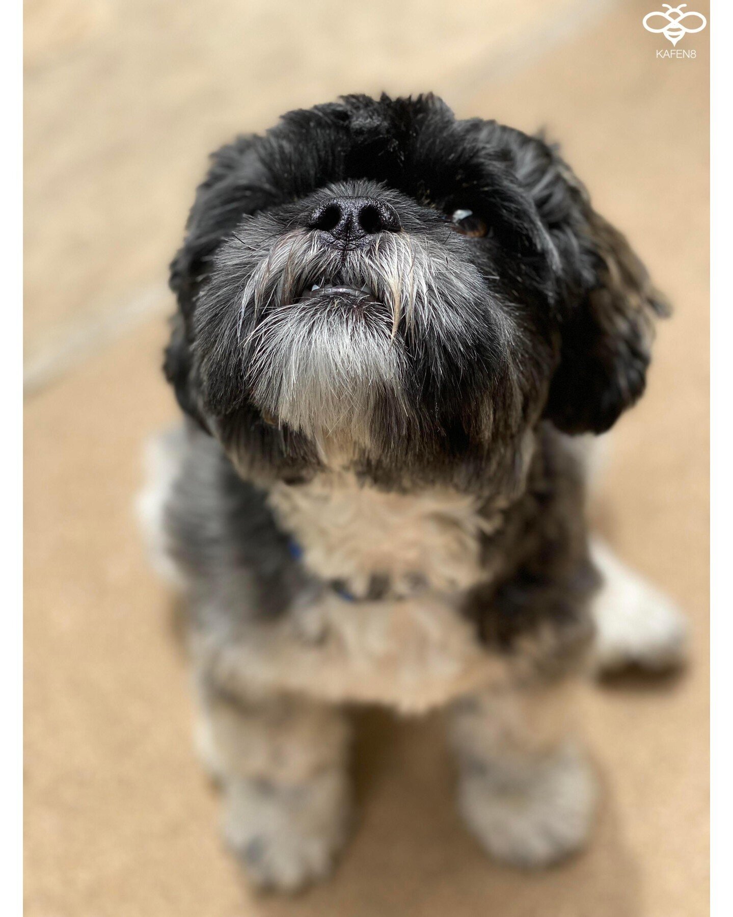 Happy National Dog Day from Chewy, Kafen8's cutest team member!

#nationaldogday #cute #puppylove #dogs #smallbizlife #Kafen8 #contentmarketingservices #smallbusinessconsulting #VideoMarketing #denvermarketing #coloradomarketing #digitalmarketconsult