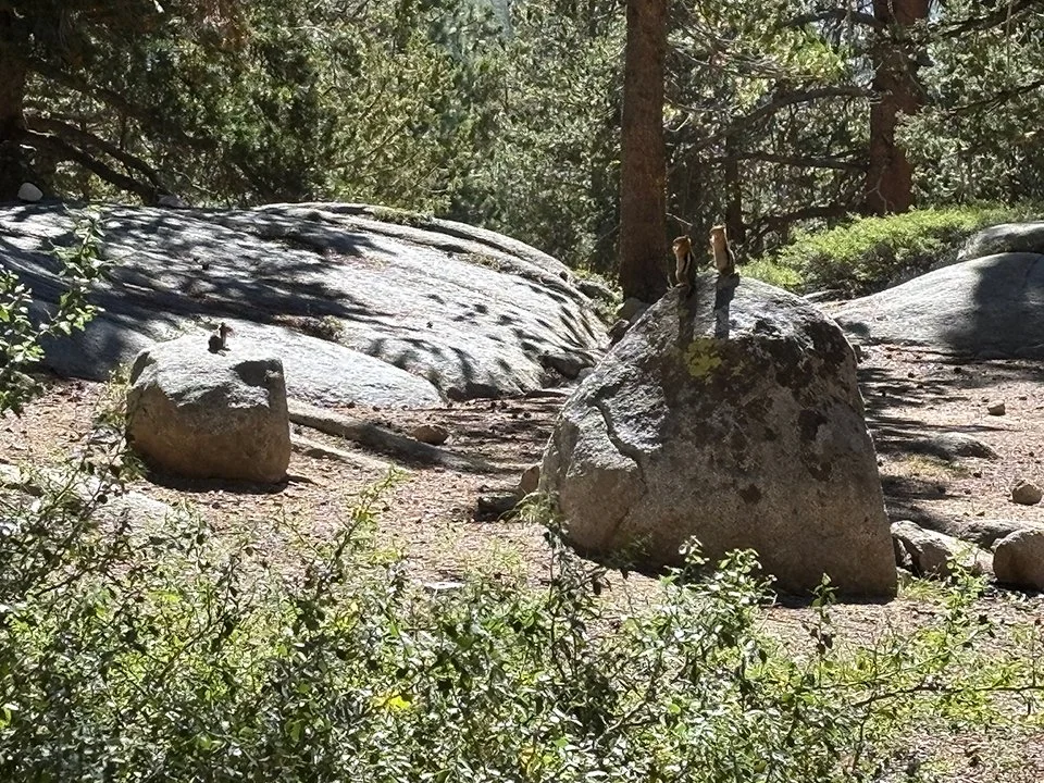Chipmunks on Bear Ridge
