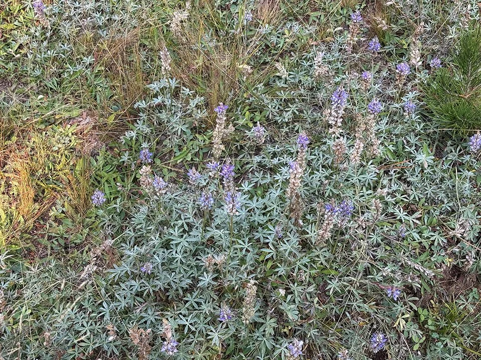 Lupine in Echo Valley