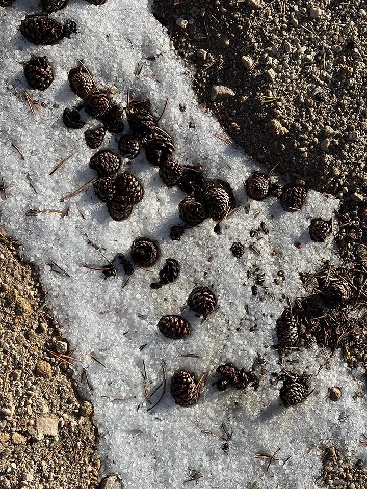 Hail and Pine Cones