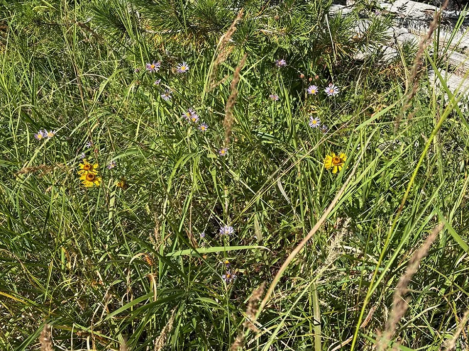 More Echo Valley flowers