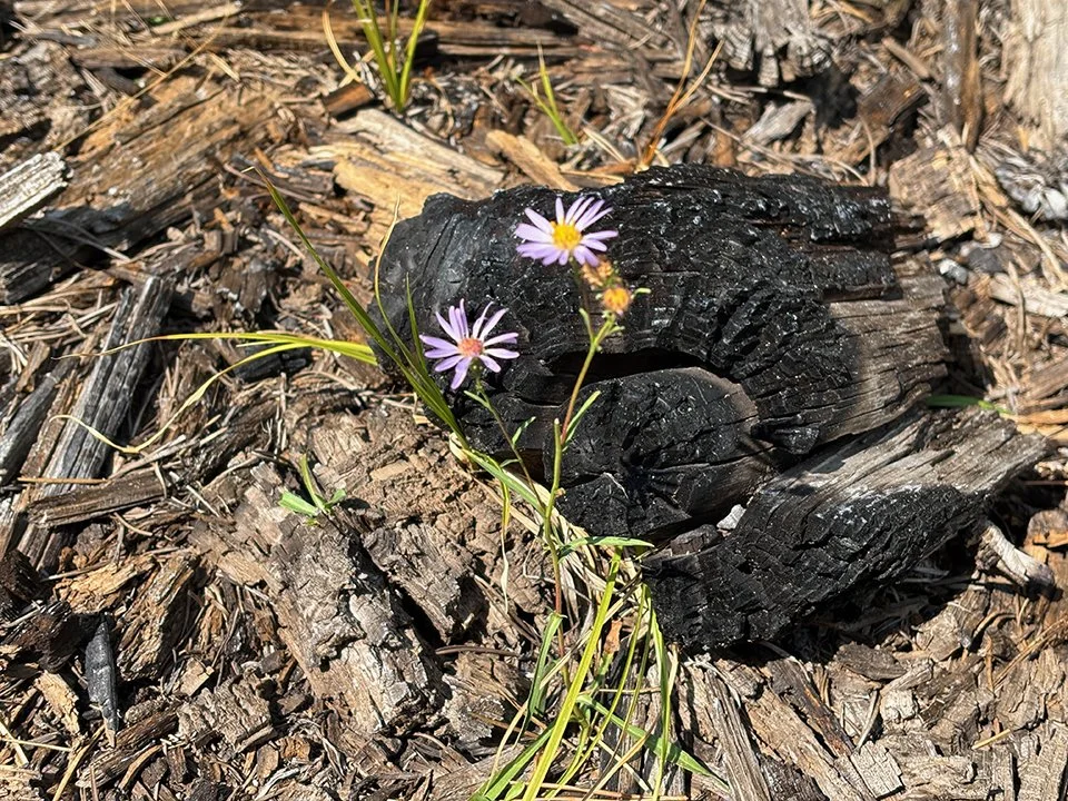 Flowers and charred wood