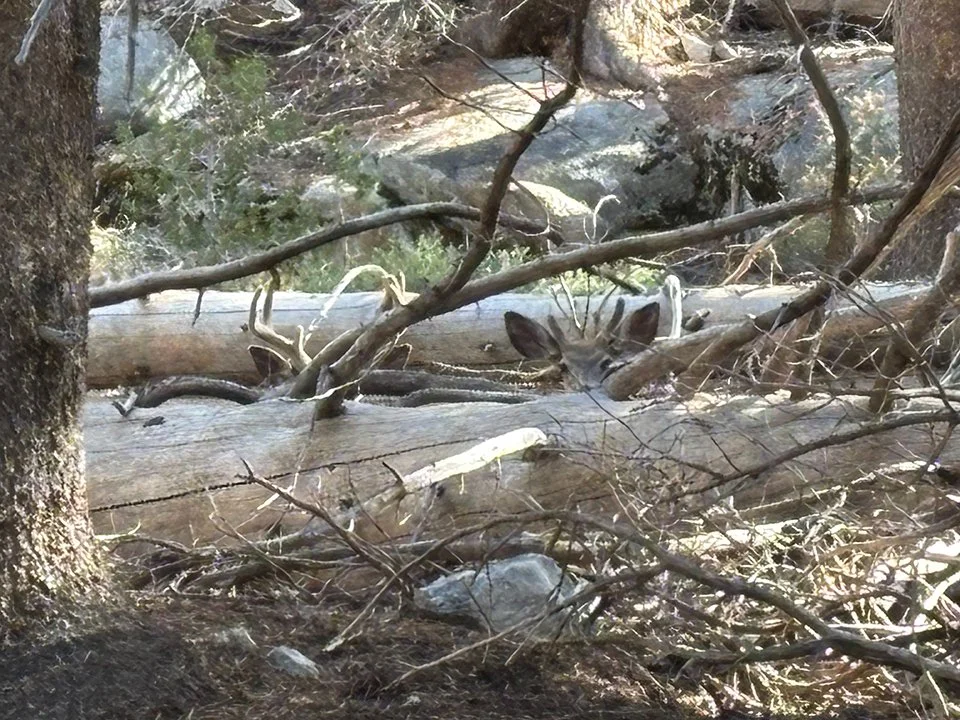 Deer Bed on Palisade Creek