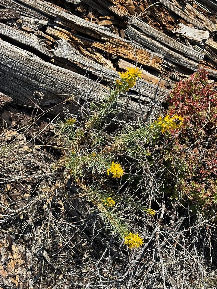 Yellow Paintbrush in Echo Valley