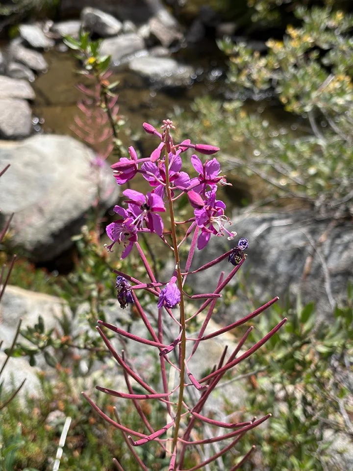 Fireweed