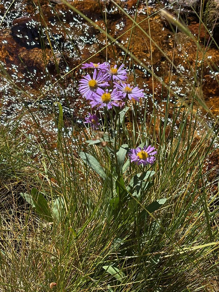Sierra Fleabane on Rock Creek